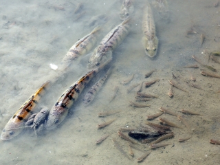 Halpusztulás a szabadstrandon - fotó: Sándor Judit