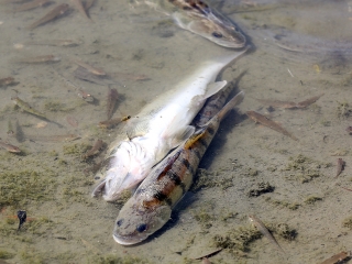 Halpusztulás a szabadstrandon - fotó: Sándor Judit