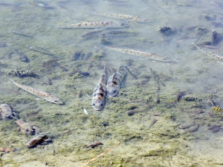 Halpusztulás a szabadstrandon - fotó: Sándor Judit