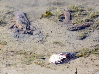 Halpusztulás a szabadstrandon - fotó: Sándor Judit