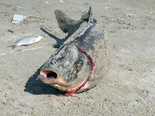 Halpusztulás a szabadstrandon - fotó: Sándor Judit