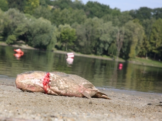 Halpusztulás a szabadstrandon - fotó: Sándor Judit