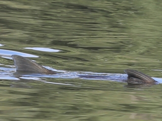 Halpusztulás a szabadstrandon - fotó: Sándor Judit