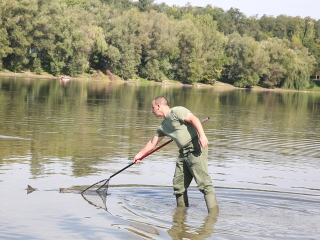Halpusztulás a szabadstrandon - fotó: Sándor Judit