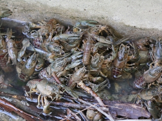 Halpusztulás a szabadstrandon - fotó: Sándor Judit