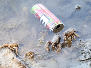 Halpusztulás a szabadstrandon - fotó: Sándor Judit