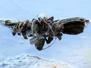 Halpusztulás a szabadstrandon - fotó: Sándor Judit