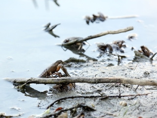 Halpusztulás a szabadstrandon - fotó: Sándor Judit
