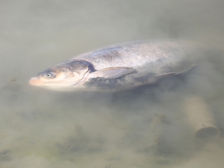 Halpusztulás a szabadstrandon - fotó: Sándor Judit