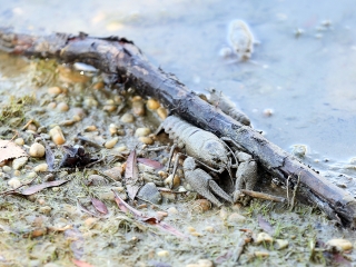 Halpusztulás a szabadstrandon - fotó: Sándor Judit