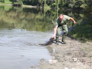 Halpusztulás a szabadstrandon - fotó: Sándor Judit