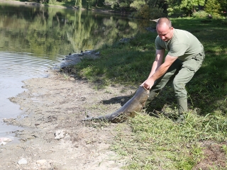 Halpusztulás a szabadstrandon - fotó: Sándor Judit