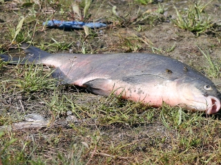 Halpusztulás a szabadstrandon - fotó: Sándor Judit
