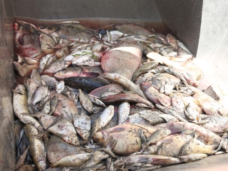 Halpusztulás a szabadstrandon - fotó: Sándor Judit