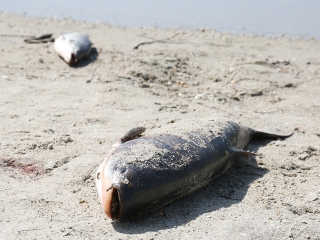 Halpusztulás a szabadstrandon - fotó: Sándor Judit