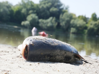 Halpusztulás a szabadstrandon - fotó: Sándor Judit