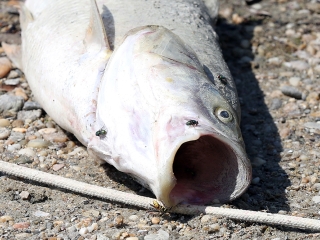 Halpusztulás a szabadstrandon - fotó: Sándor Judit