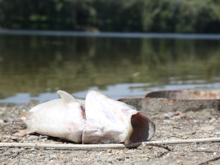 Halpusztulás a szabadstrandon - fotó: Sándor Judit