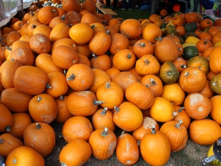 Rácalmási Tökfesztivál (2017) - fotó: Sándor Judit