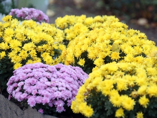 Ünnepi megemlékezés a temetőben - fotó: Sándor Judit