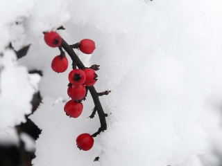 Hólepte Dunaújváros - fotó: Sándor Judit