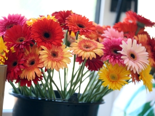 Hatvan éves a Ságvári iskola - fotó: Sándor Judit