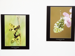 Természet ahogy még nem látta! - fotó: Ónodi Zoltán