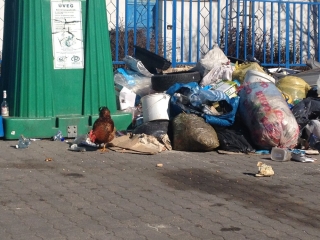 Kakas a szemétdombon! - fotó: 