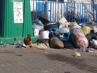 Kakas a szemétdombon! - fotó: 