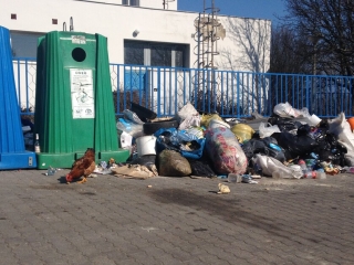 Kakas a szemétdombon! - fotó: 