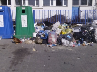 Kakas a szemétdombon! - fotó: 