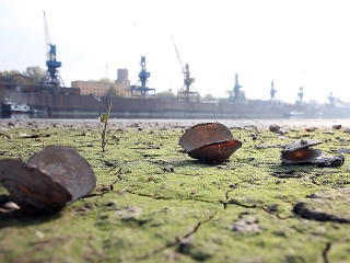 A Duna vízszintje városunknál - fotó: Sándor Judit