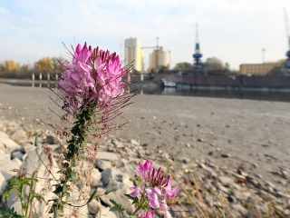 A Duna vízszintje városunknál - fotó: Sándor Judit