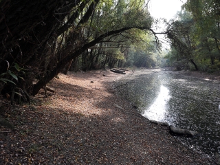 A Duna vízszintje városunknál - fotó: Sándor Judit