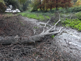 A Duna vízszintje városunknál - fotó: Sándor Judit