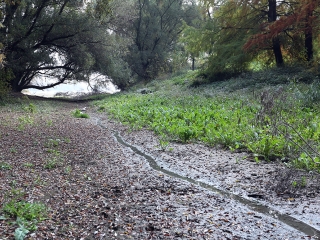 A Duna vízszintje városunknál - fotó: Sándor Judit
