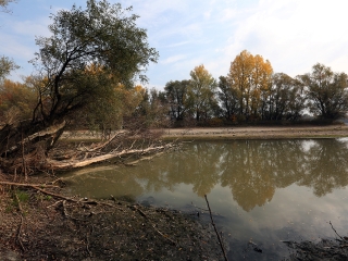 A Duna vízszintje városunknál - fotó: Sándor Judit