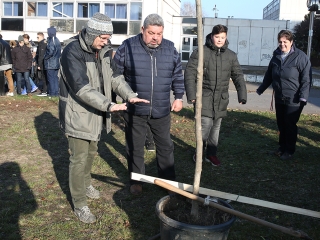 Fákat ültettek a Békében - fotó: Sándor Judit