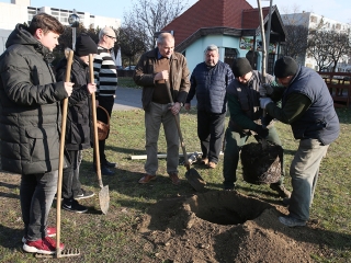 Fákat ültettek a Békében - fotó: Sándor Judit