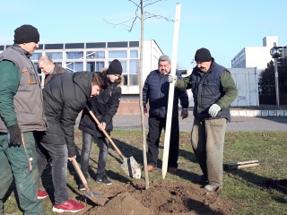 Fákat ültettek a Békében - fotó: Sándor Judit