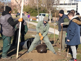 Fákat ültettek a Békében - fotó: Sándor Judit