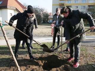 Fákat ültettek a Békében - fotó: Sándor Judit