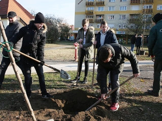 Fákat ültettek a Békében - fotó: Sándor Judit