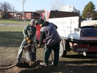 Fákat ültettek a Békében - fotó: Sándor Judit