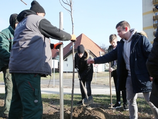 Fákat ültettek a Békében - fotó: Sándor Judit