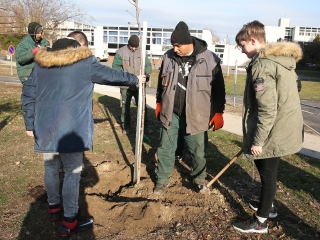 Fákat ültettek a Békében - fotó: Sándor Judit