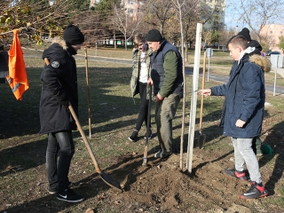 Fákat ültettek a Békében - fotó: Sándor Judit