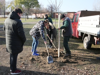 Fákat ültettek a Békében - fotó: Sándor Judit