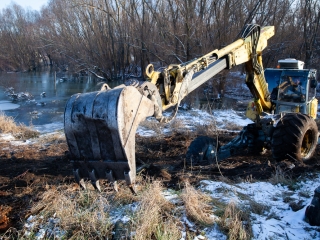 Mederkotrás az öbölben - fotó: Ónodi Zoltán