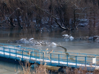 Mederkotrás az öbölben - fotó: Ónodi Zoltán